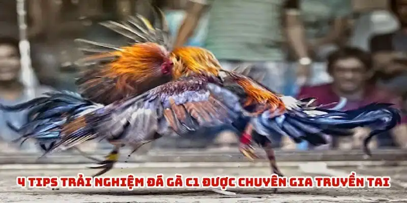 4 tips trải nghiệm đá gà c1 được chuyên gia truyền tai
