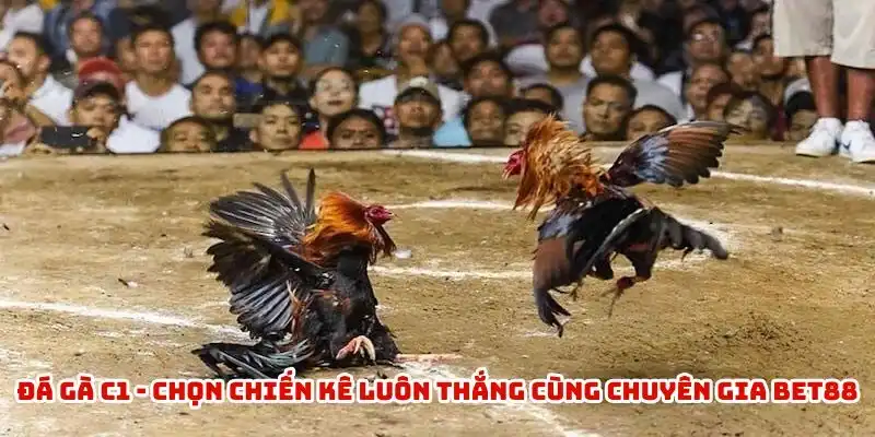 Đá Gà C1 - Chọn Chiến Kê Luôn Thắng Cùng Chuyên Gia BET88