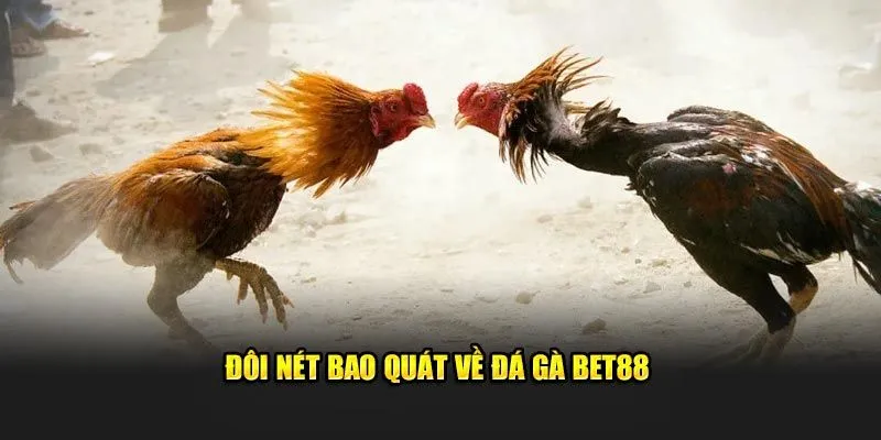 Đá Gà Thomo - Hình Thức Thi Đấu Chuyên Nghiệp Châu Á 2025