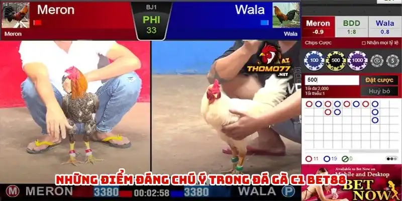 Những điểm đáng chú ý trong đá gà c1 BET88
