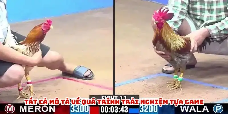Tất cả mô tả về quá trình trải nghiệm tựa game